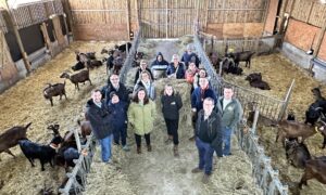 Un groupe de personne dans une chèvrerie