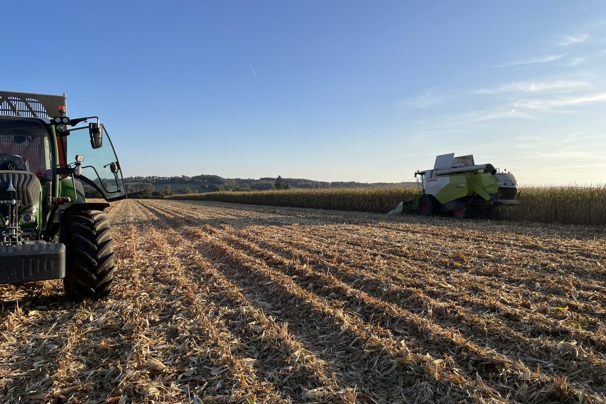 Une moissonneuse dans un champ de maïs - Illustration L’enfouissement redevient la règle