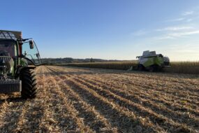 Une moissonneuse dans un champ de maïs