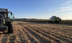 Une moissonneuse dans un champ de maïs