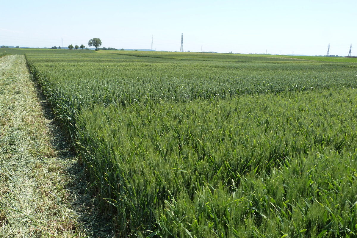 Un champ de blé tendre - Illustration Caractériser plus vite les variétés