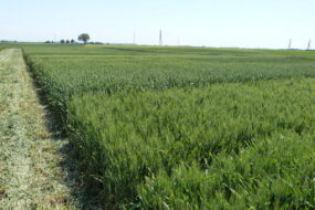 Un champ de blé tendre
