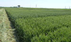 Un champ de blé tendre