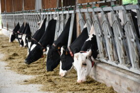 Des vaches au cornadis dans une étable