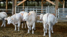 jeunes animaux charolais dans un bâtiment