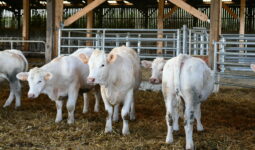 jeunes animaux charolais dans un bâtiment