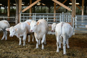 jeunes animaux charolais dans un bâtiment