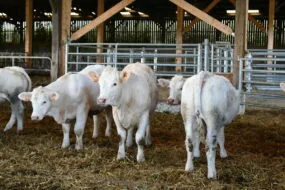 jeunes animaux charolais dans un bâtiment
