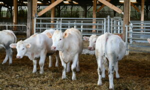 jeunes animaux charolais dans un bâtiment