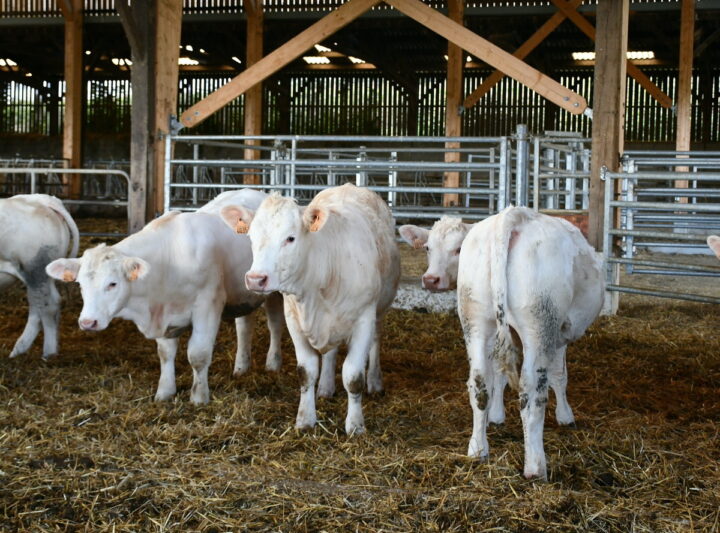 jeunes animaux charolais dans un bâtiment