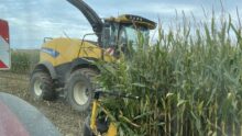 Une ensileuse dans un champ de maïs