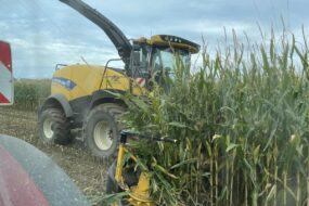 Une ensileuse dans un champ de maïs