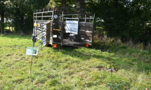 bétaillère en pâture