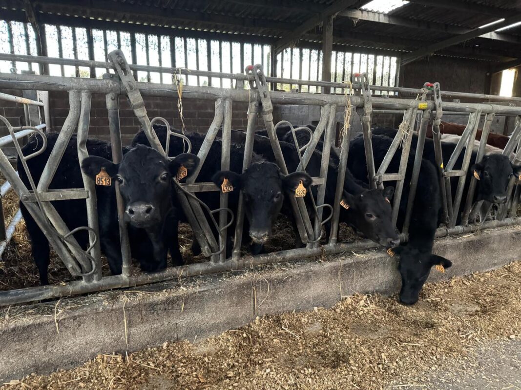 Les génisses Ejendu chez Nicolas Thépaut. 