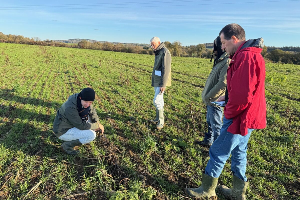 Quatre homme dans un champ de blé à l'automne.  - Illustration Semer vite et bien des céréales sous couvert