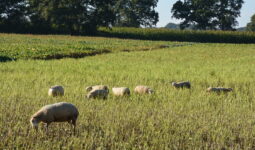 brebis et agneaux dans un champ de colza