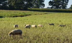 brebis et agneaux dans un champ de colza