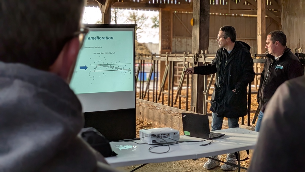 Des personnes dans un bâtiment d'élevage bovin avec en premier plan le dos d'un homme qui regarde un écran d'ordinateur - Illustration La performance laitière à l’italienne