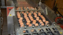 Des oeufs sur une chaine de conditionnement