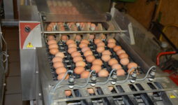 Des oeufs sur une chaine de conditionnement