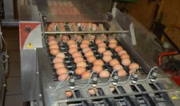 Des oeufs sur une chaine de conditionnement