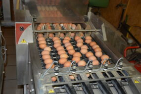 Des oeufs sur une chaine de conditionnement