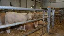 broutards dans un centre d'allotement
