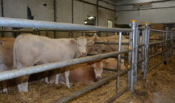 broutards dans un centre d'allotement