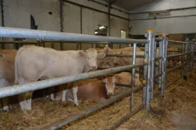 broutards dans un centre d'allotement