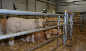 broutards dans un centre d'allotement