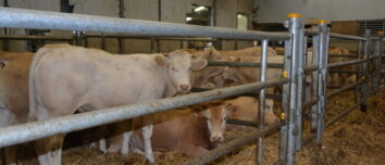 broutards dans un centre d'allotement