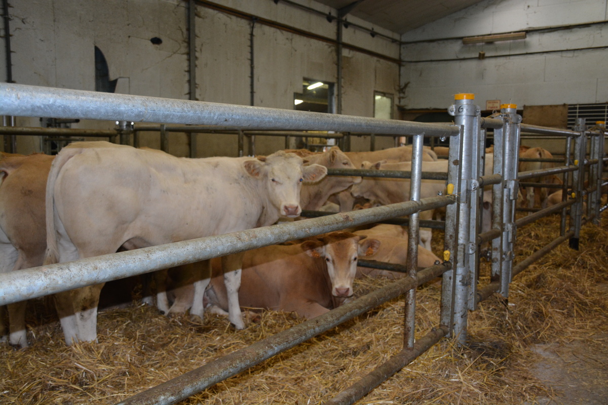 broutards dans un centre d'allotement - Illustration La production de viande bovine poursuit sa chute : Engraisser plus, une voie qui existe