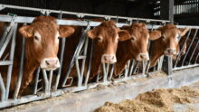 vaches limousines au cornadis