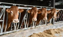 vaches limousines au cornadis