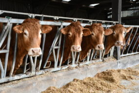 vaches limousines au cornadis