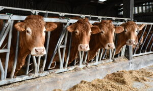 vaches limousines au cornadis