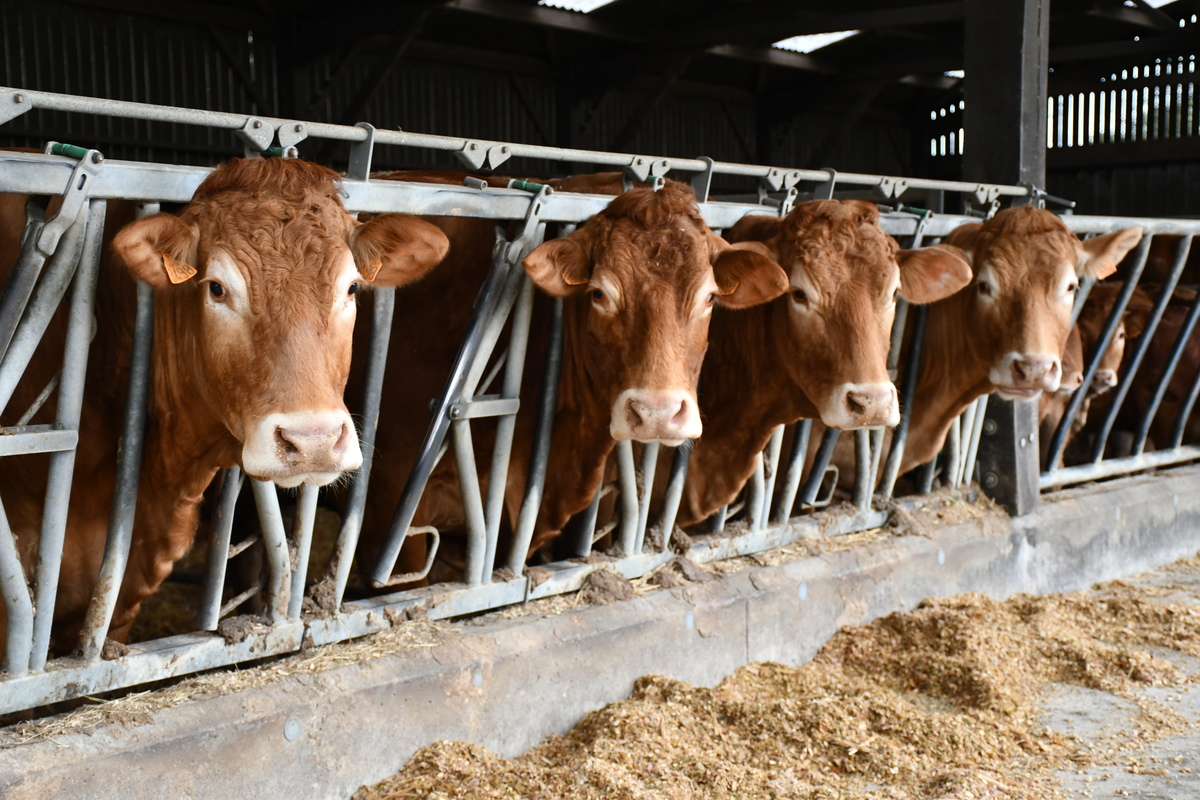 vaches limousines au cornadis - Illustration FNB – FRSEA : DNC : « Rester  un pays ‘indemne’ »