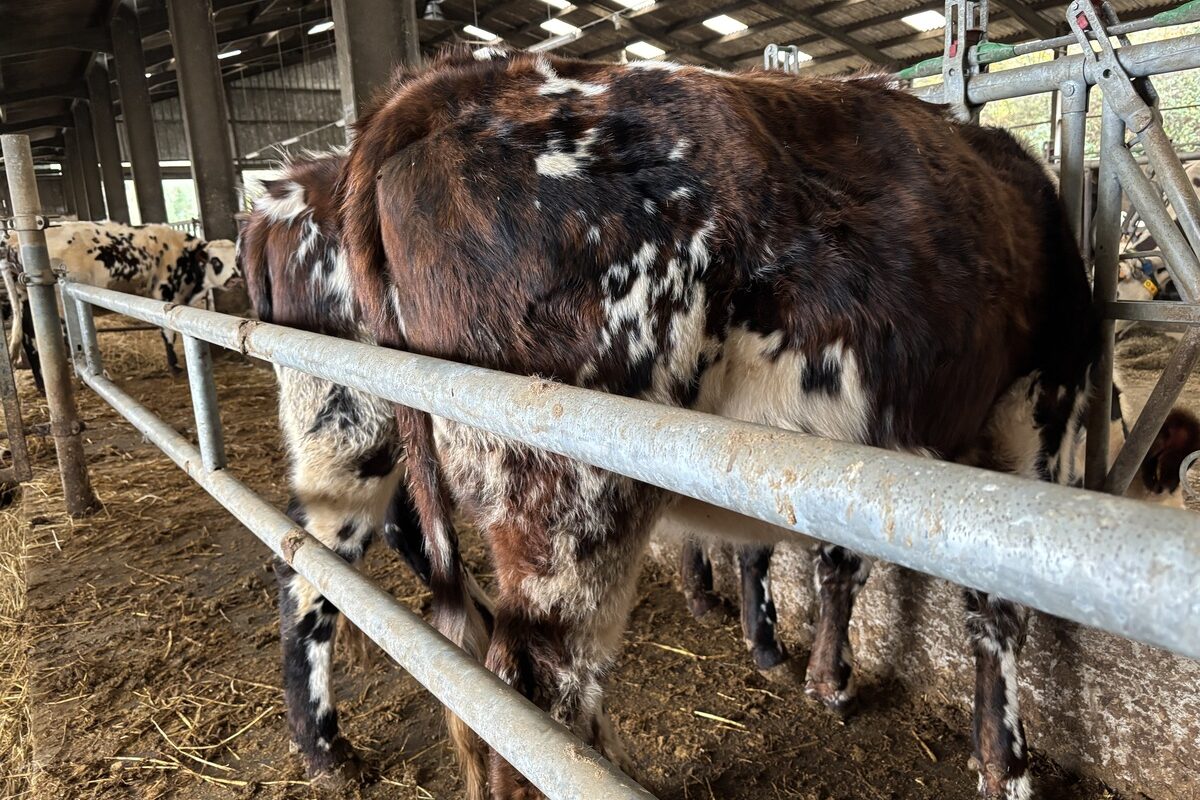 Une vache dans un bâtiment d'élevage - Illustration Améliorer la réussite de l’insémination