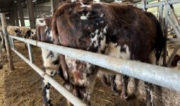Une vache dans un bâtiment d'élevage