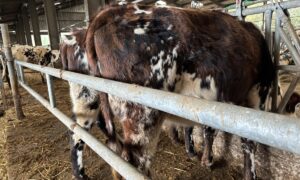 Une vache dans un bâtiment d'élevage