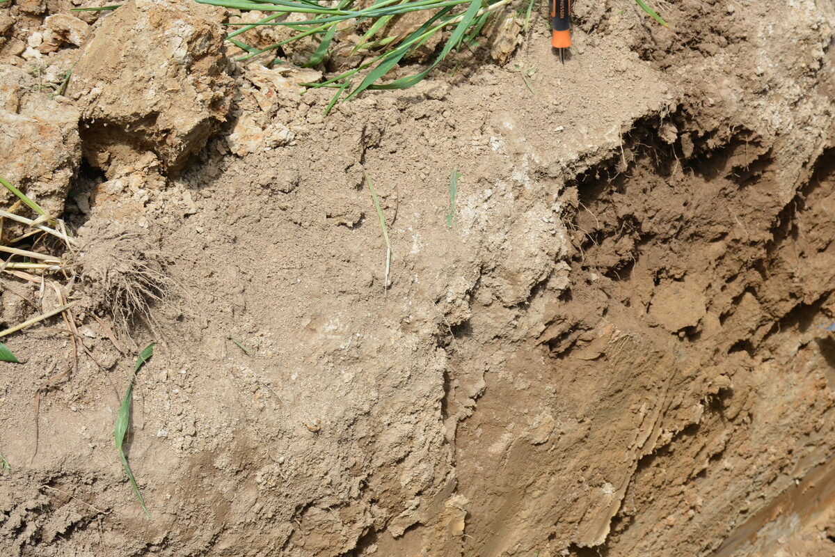 profil de sol en blé - Illustration Mon sol  fonctionne-t-il bien ?