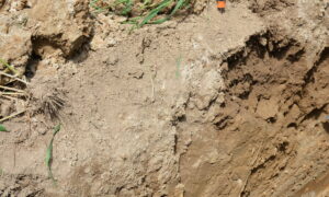 profil de sol en blé