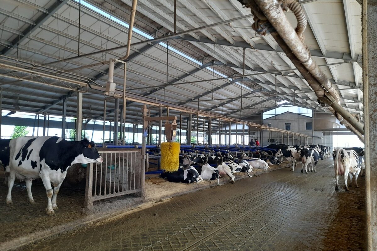Vue d'une étable dans un élevage laitier italien - Illustration Rations très concentrées pour vaches très laitières