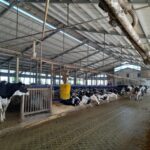 Vue d'une étable dans un élevage laitier italien