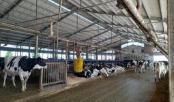 Vue d'une étable dans un élevage laitier italien