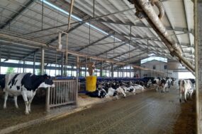 Vue d'une étable dans un élevage laitier italien