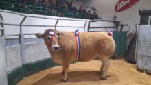 Une vache avec des rubans bleu blanc rouge dans un parc dans dans un marché organisé