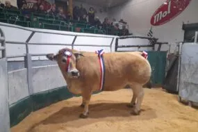 Une vache avec des rubans bleu blanc rouge dans un parc dans dans un marché organisé