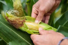 Gros plan sur des mains qui ouvrent un épi de maïs