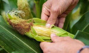 Gros plan sur des mains qui ouvrent un épi de maïs